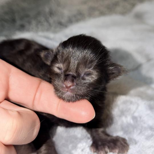 chaton Maine coon polydactyle black Chatterie Des Joyaux d’Égypte