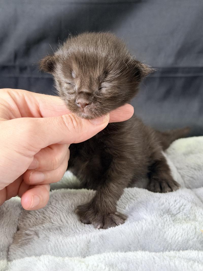 Baghera Des joyaux d’Égypte Mâle Maine coon polydactyle