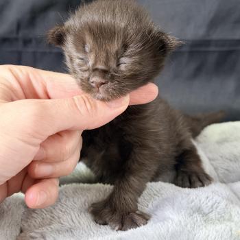 chaton Maine coon polydactyle black Baghera Chatterie Des Joyaux d’Égypte