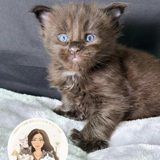 Baghera Des joyaux d’Égypte Mâle Maine coon polydactyle