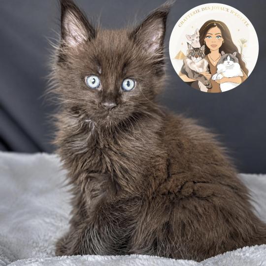 Baghera Des joyaux d’Égypte Mâle Maine coon polydactyle