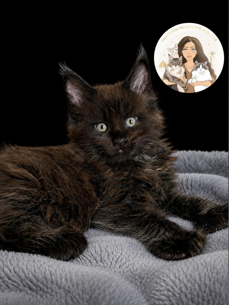 Baghera Des joyaux d’Égypte Mâle Maine coon polydactyle