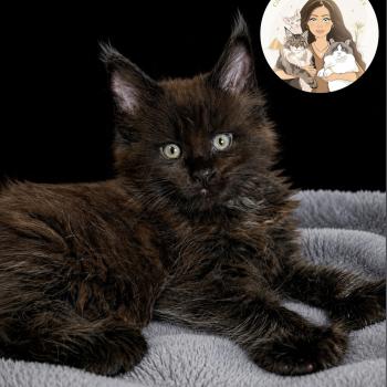 chaton Maine coon polydactyle black Baghera Chatterie Des Joyaux d’Égypte