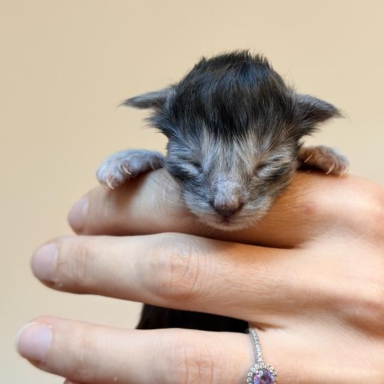 chaton Maine coon black smoke Chatterie Des Joyaux d’Égypte
