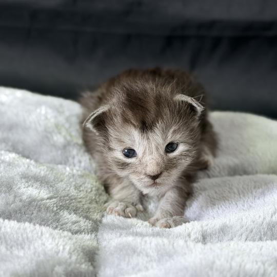 chaton Maine coon black smoke Baïka Chatterie Des Joyaux d’Égypte