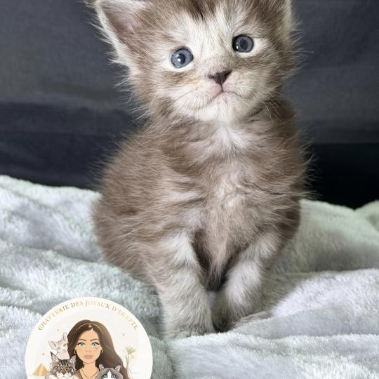Baïka Des joyaux d’Égypte Femelle Maine coon