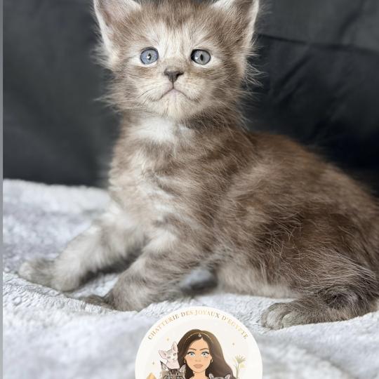 chaton Maine coon black smoke Baïka Chatterie Des Joyaux d’Égypte