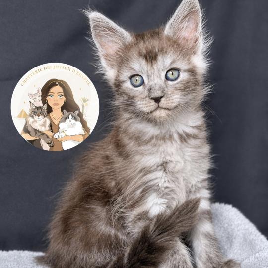 Baïka Des joyaux d’Égypte Femelle Maine coon