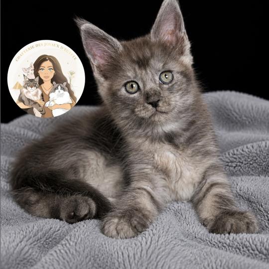 Baïka Des joyaux d’Égypte Femelle Maine coon