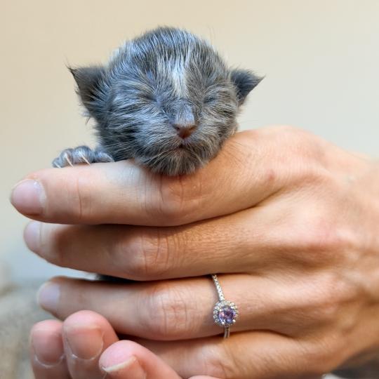 chaton Maine coon blue smoke Chatterie Des Joyaux d’Égypte