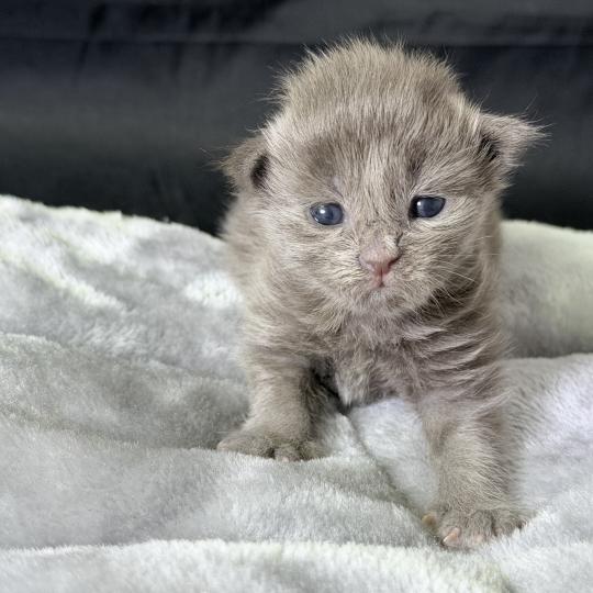 chaton Maine coon blue smoke Bluebelle Chatterie Des Joyaux d’Égypte