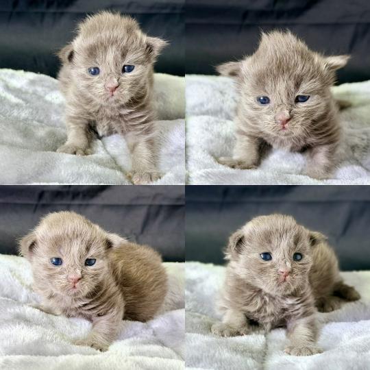 chaton Maine coon blue smoke Bluebelle Chatterie Des Joyaux d’Égypte