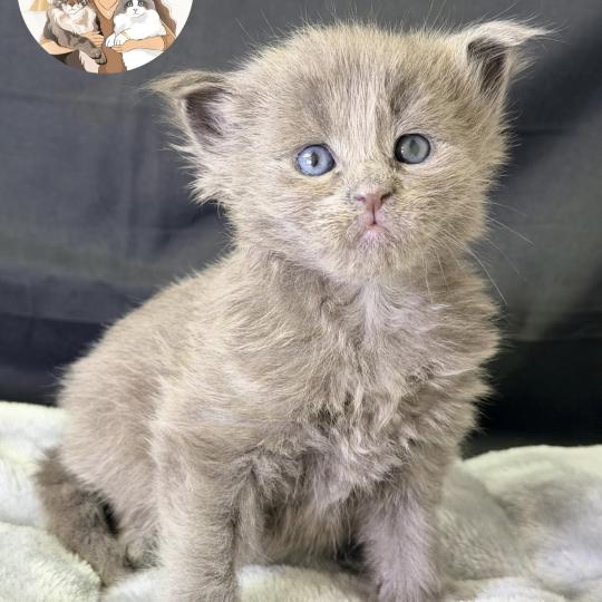 Bluebell Des joyaux d’Égypte Femelle Maine coon