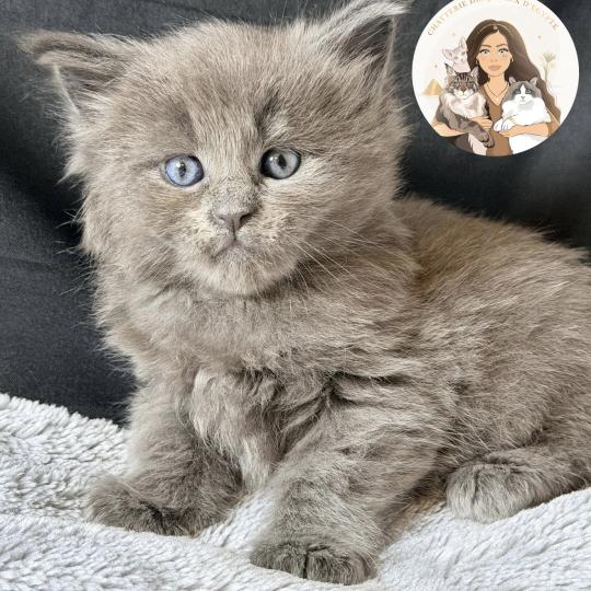 chaton Maine coon blue smoke Bluebell Chatterie Des Joyaux d’Égypte