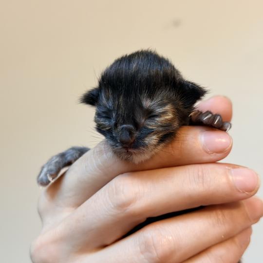 chaton Maine coon black tortie Chatterie Des Joyaux d’Égypte