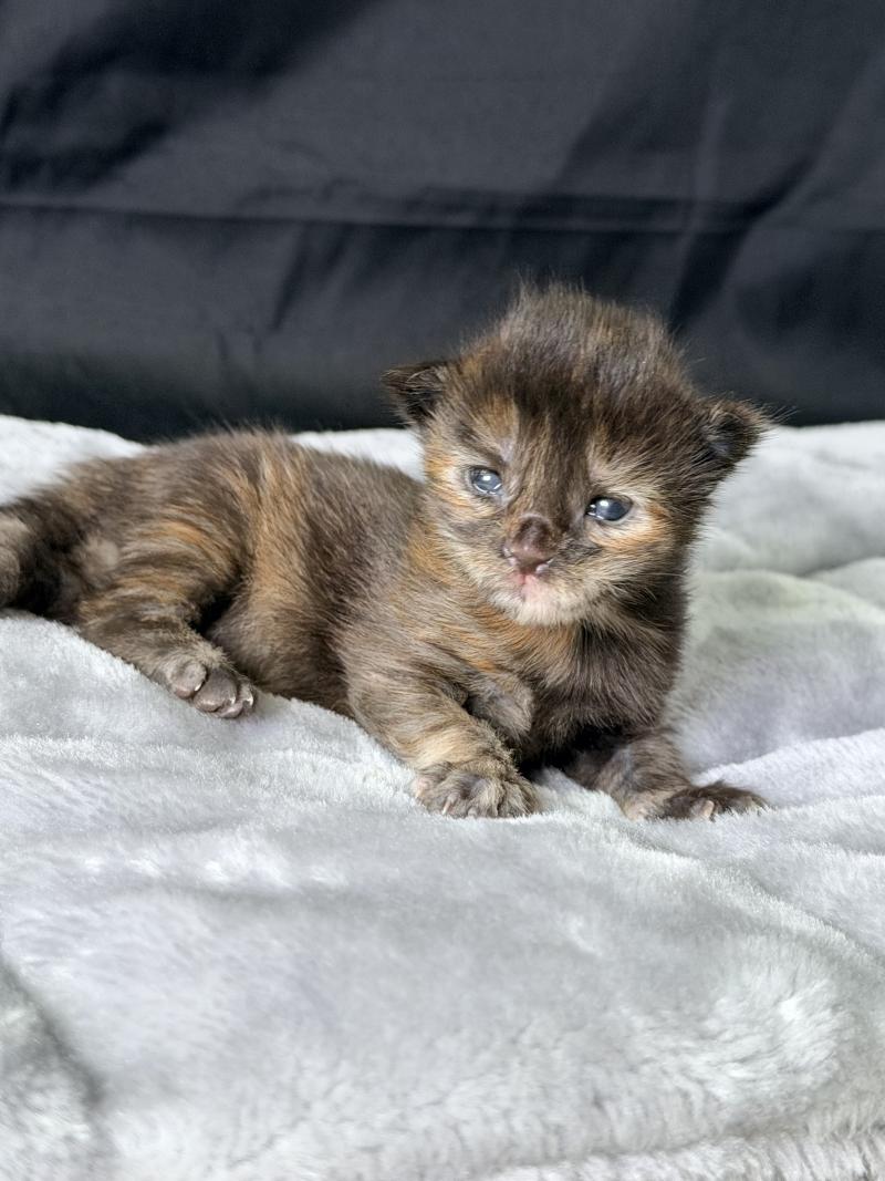Blyska Des joyaux d’Égypte Femelle Maine coon