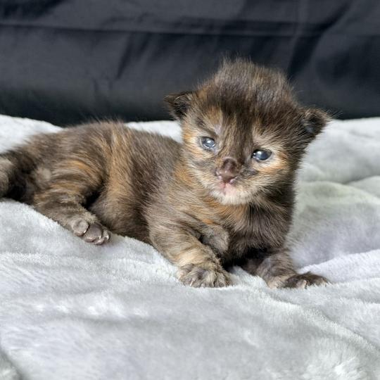 chaton Maine coon black tortie Blyska Chatterie Des Joyaux d’Égypte