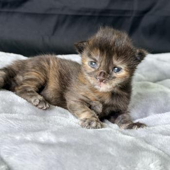 chaton Maine coon black tortie Blyska Chatterie Des Joyaux d’Égypte
