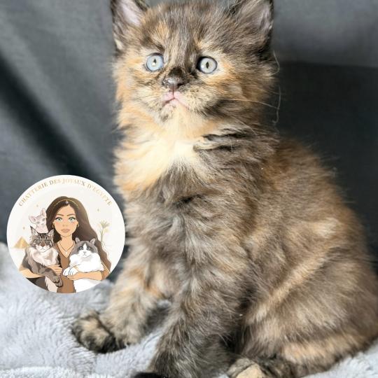 chaton Maine coon black tortie smoke Blyska Chatterie Des Joyaux d’Égypte