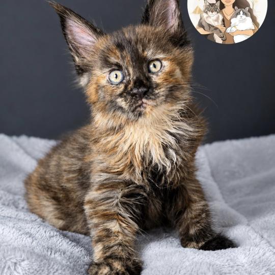Blair Des joyaux d’Égypte Femelle Maine coon