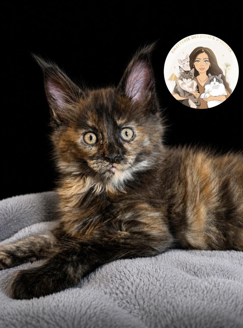 Blair Des joyaux d’Égypte Femelle Maine coon