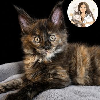 chaton Maine coon black tortie smoke Blair Chatterie Des Joyaux d’Égypte