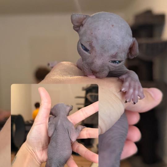 chaton Sphynx Chatterie Des Joyaux d’Égypte