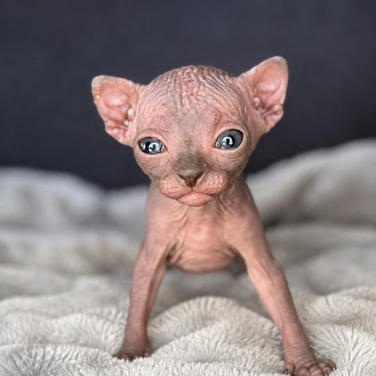 chaton Sphynx black Biwah Chatterie Des Joyaux d’Égypte