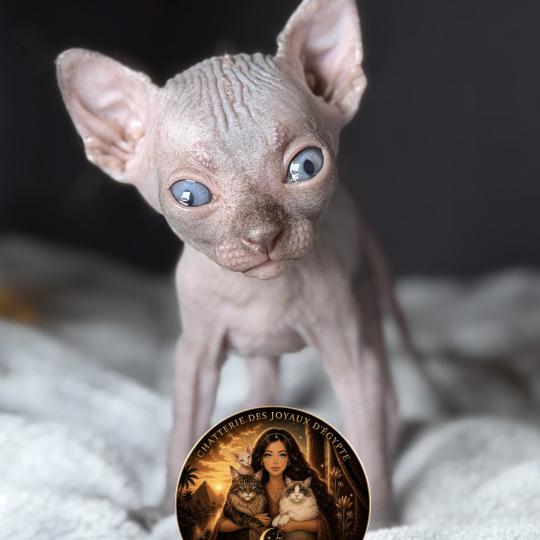Biwah Des joyaux d’Égypte Femelle Sphynx