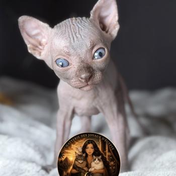 chaton Sphynx chocolate Biwah Chatterie Des Joyaux d’Égypte