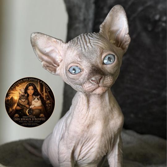 chaton Sphynx chocolate Biwah Chatterie Des Joyaux d’Égypte