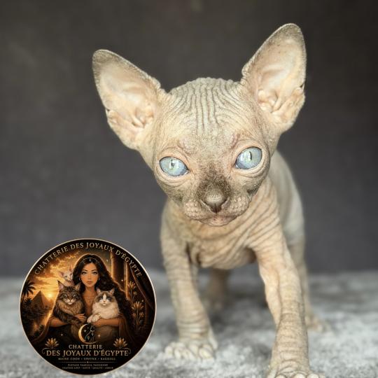 chaton Sphynx chocolate Biwah Chatterie Des Joyaux d’Égypte