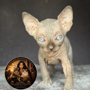 chaton Sphynx chocolate Biwah Chatterie Des Joyaux d’Égypte