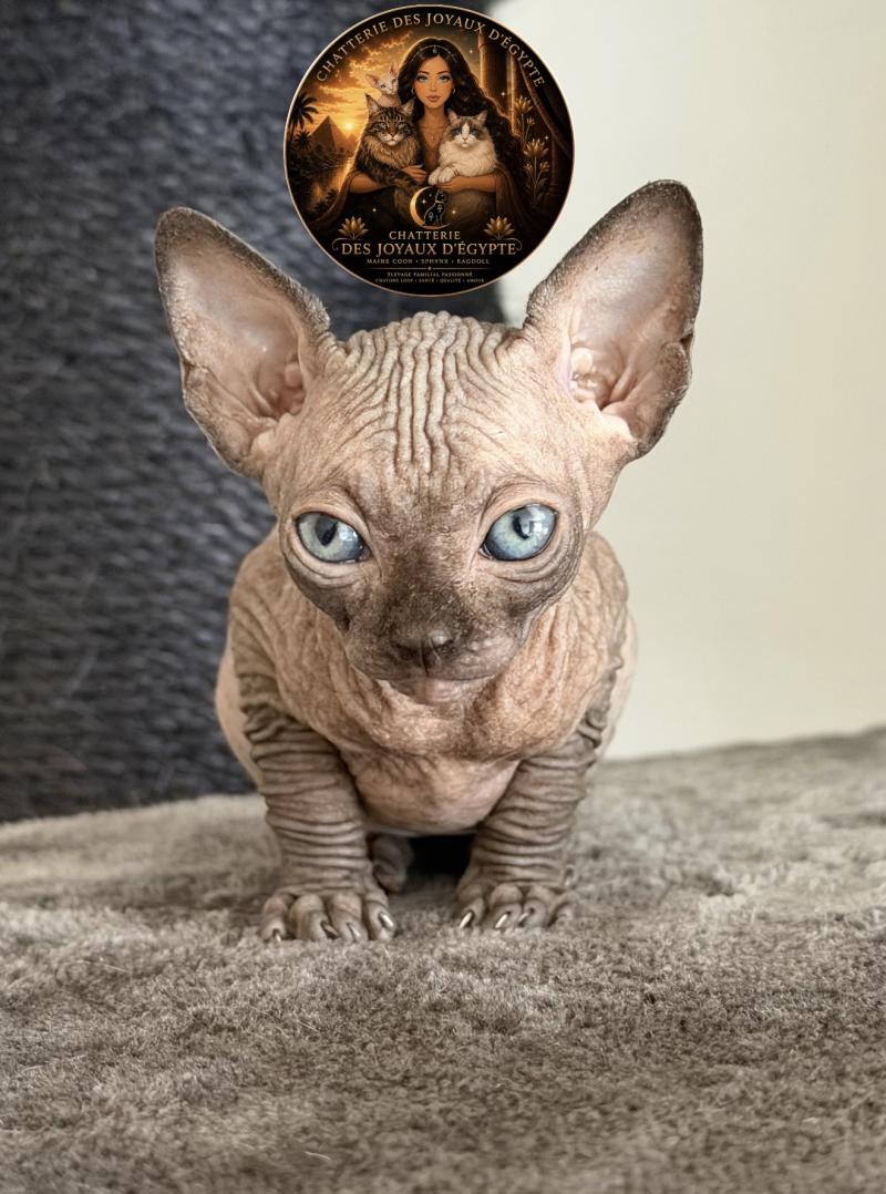Biwah Des joyaux d’Égypte Femelle Sphynx