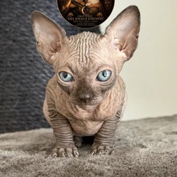 chaton Sphynx chocolate Biwah Chatterie Des Joyaux d’Égypte