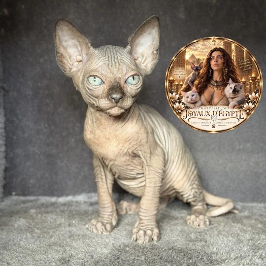 chaton Sphynx chocolate Biwah Chatterie Des Joyaux d’Égypte