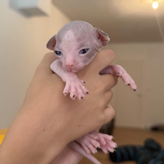 chaton Sphynx black & blanc van Chatterie Des Joyaux d’Égypte