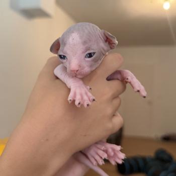 chaton Sphynx black & blanc van Chatterie Des Joyaux d’Égypte
