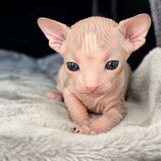 chaton Sphynx black bicolor Belïos Chatterie Des Joyaux d’Égypte