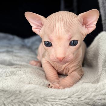 chaton Sphynx black bicolor Belïos Chatterie Des Joyaux d’Égypte