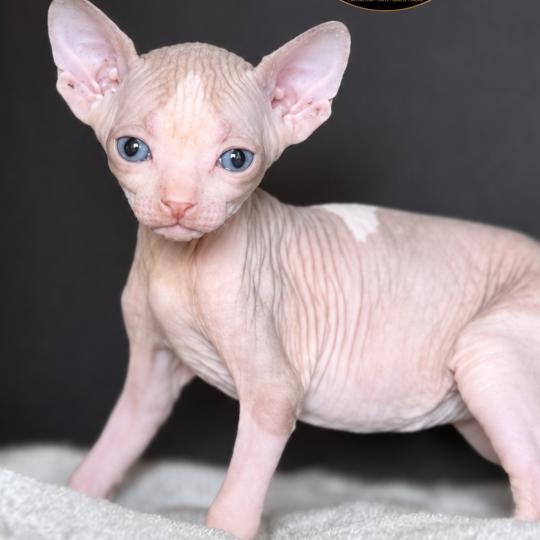 chaton Sphynx Belïos Chatterie Des Joyaux d’Égypte