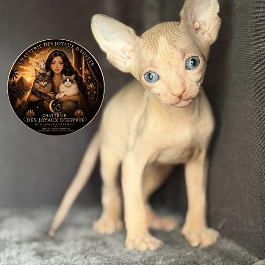 chaton Sphynx lilac & blanc Belïos Chatterie Des Joyaux d’Égypte