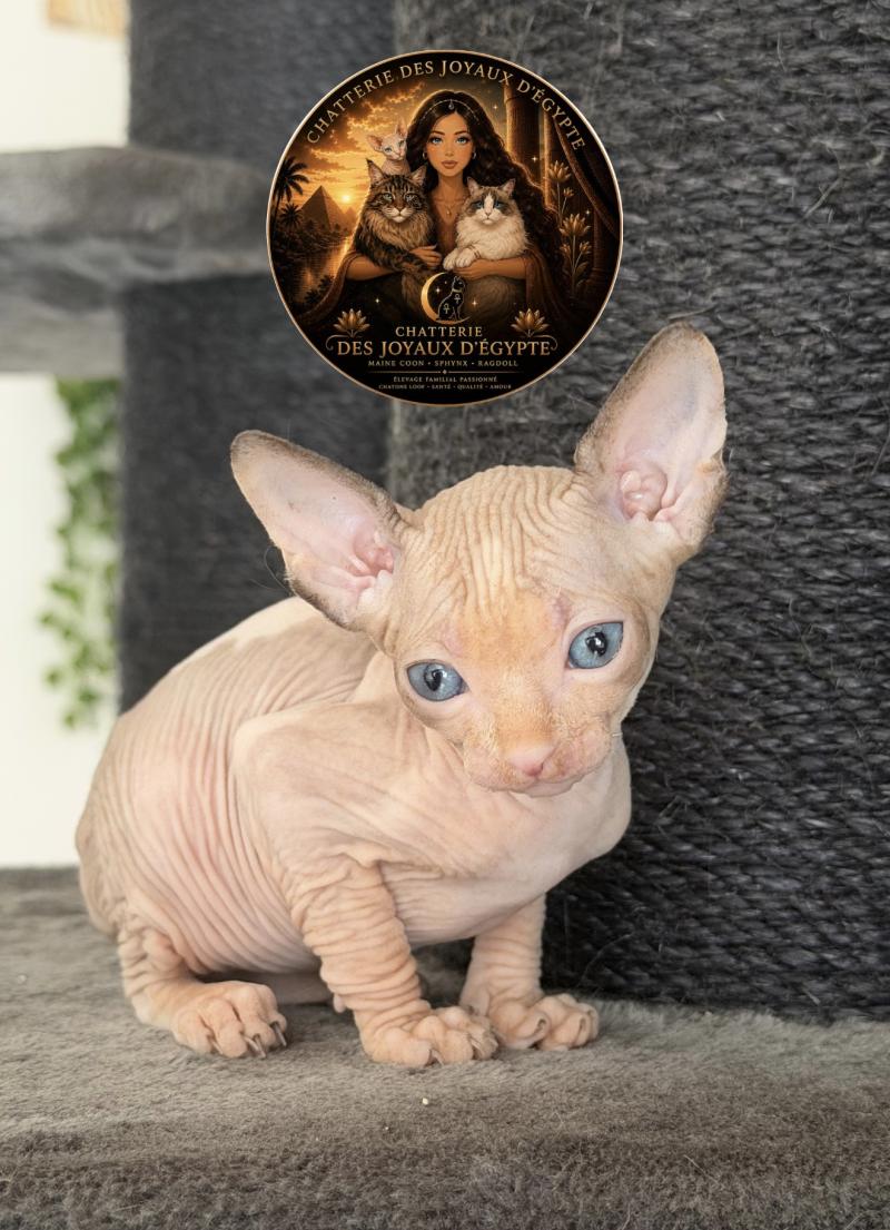 Belïos Des joyaux d’Égypte Mâle Sphynx