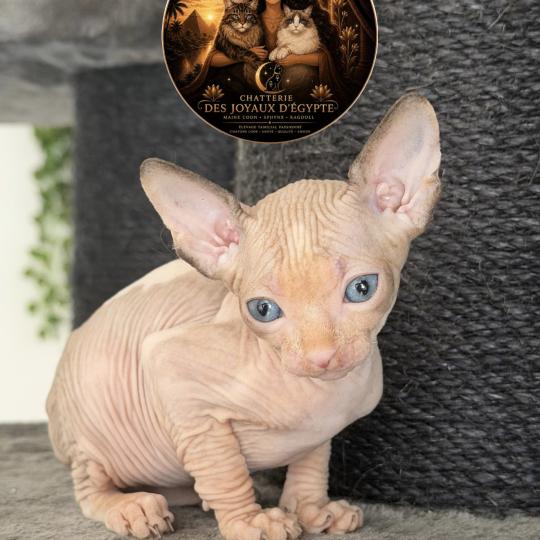 Belïos Des joyaux d’Égypte Mâle Sphynx