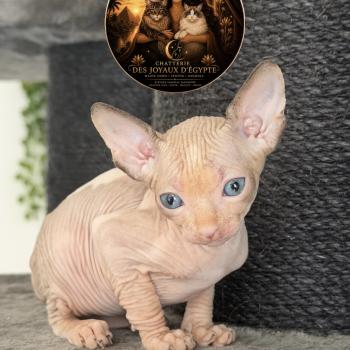 chaton Sphynx lilac & blanc Belïos Chatterie Des Joyaux d’Égypte
