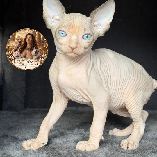 Belïos Des joyaux d’Égypte Mâle Sphynx