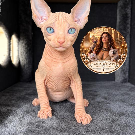 Belïos Des joyaux d’Égypte Mâle Sphynx