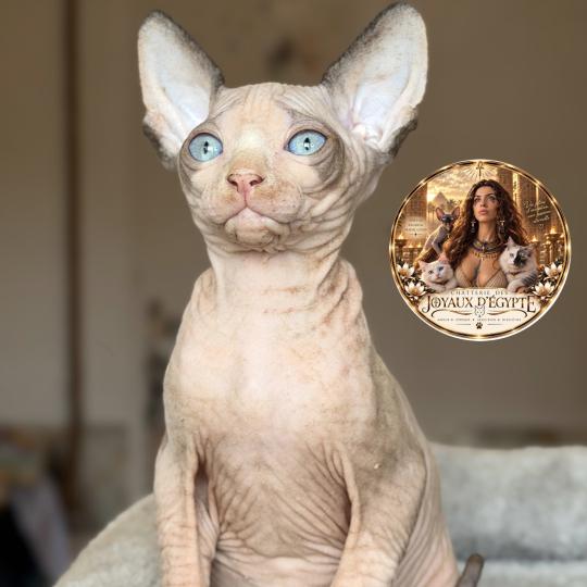 Belïos Des joyaux d’Égypte Mâle Sphynx