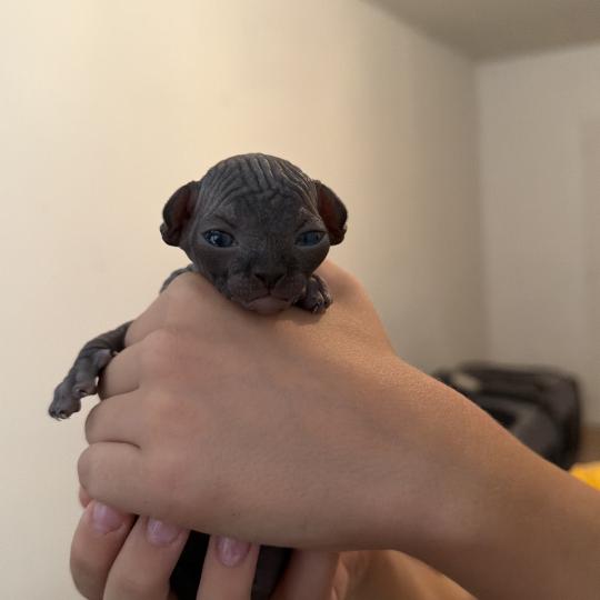 chaton Sphynx black Chatterie Des Joyaux d’Égypte