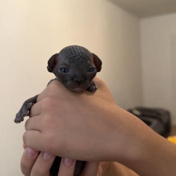 chaton Sphynx black Chatterie Des Joyaux d’Égypte